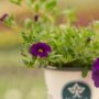Calibrachoa – Cabaret Midnight Blue – 4.5″ Pot